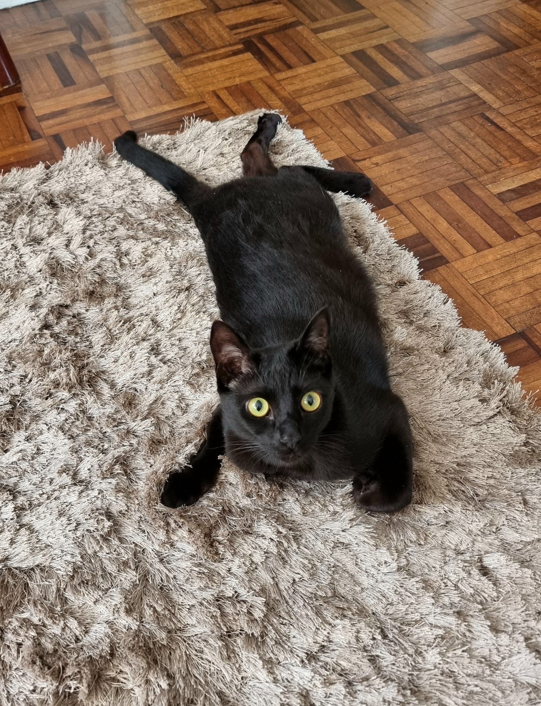 darth vader the black cat