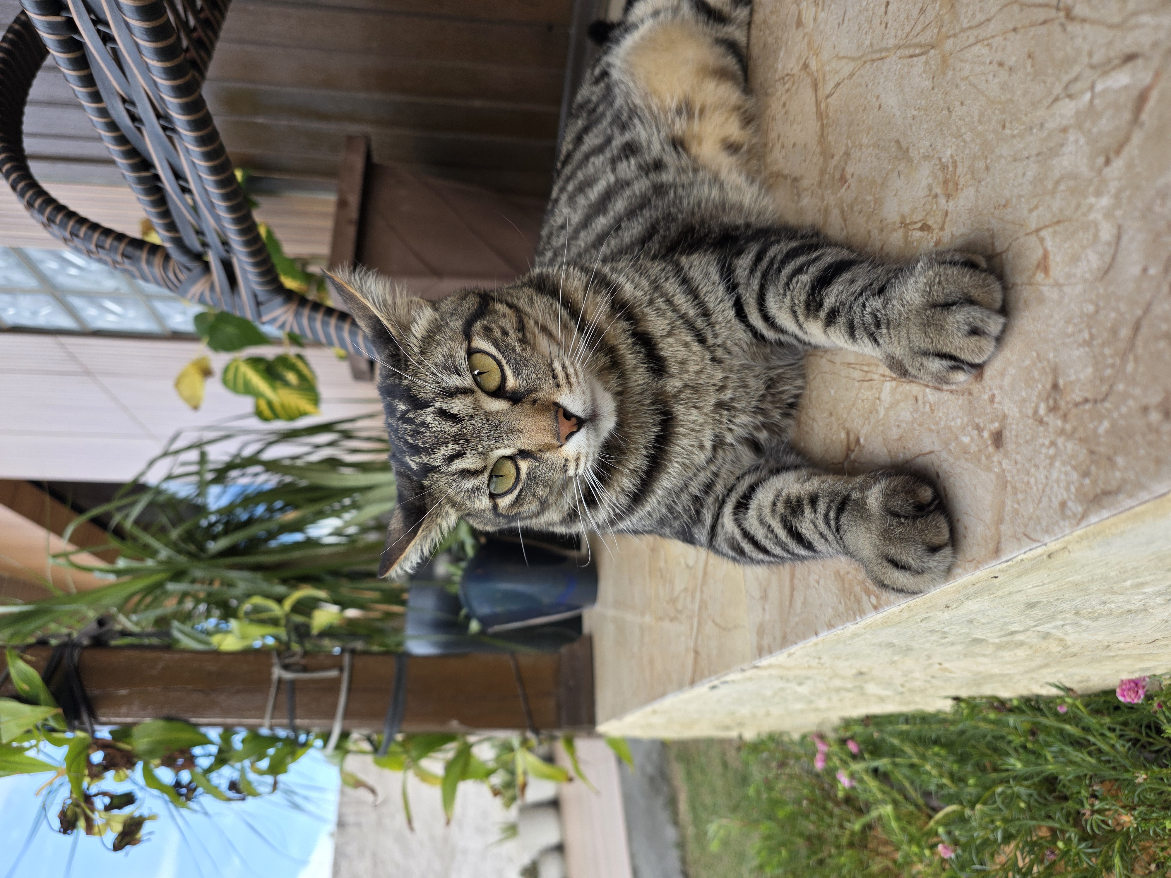 kiwi the tabby cat