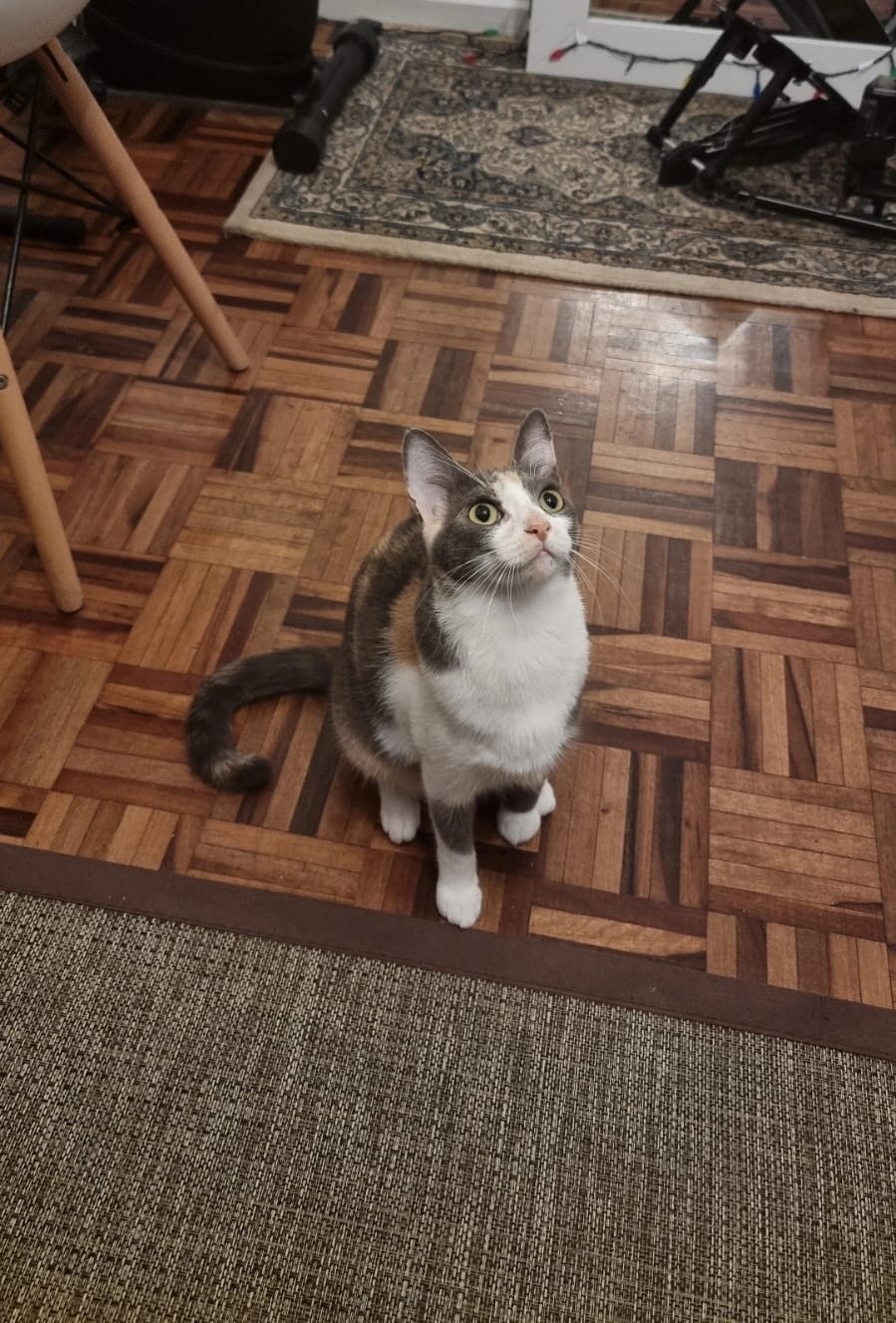 marzipan the calico cat