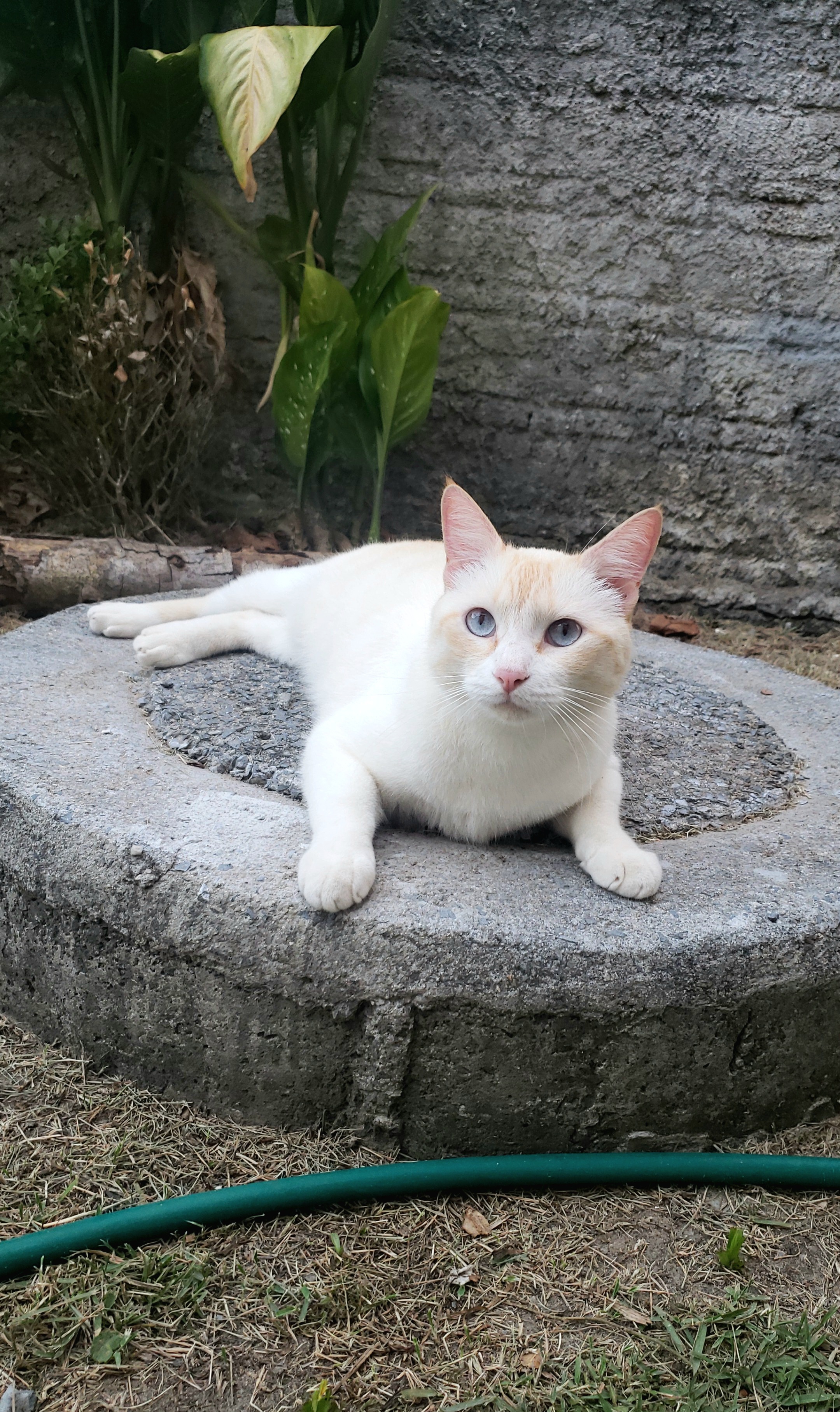 morango the white tabby cat