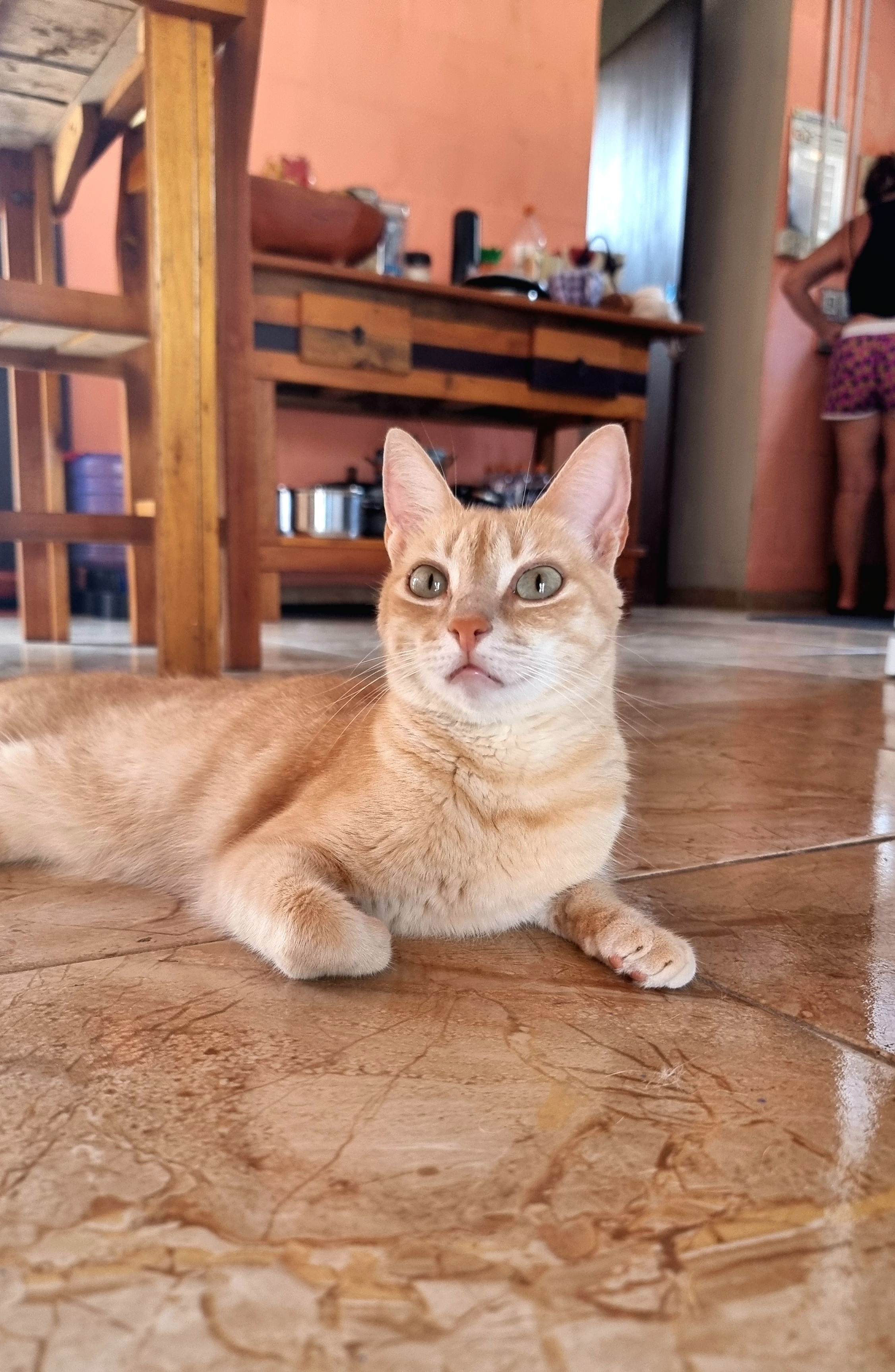 pitaya the orange cat