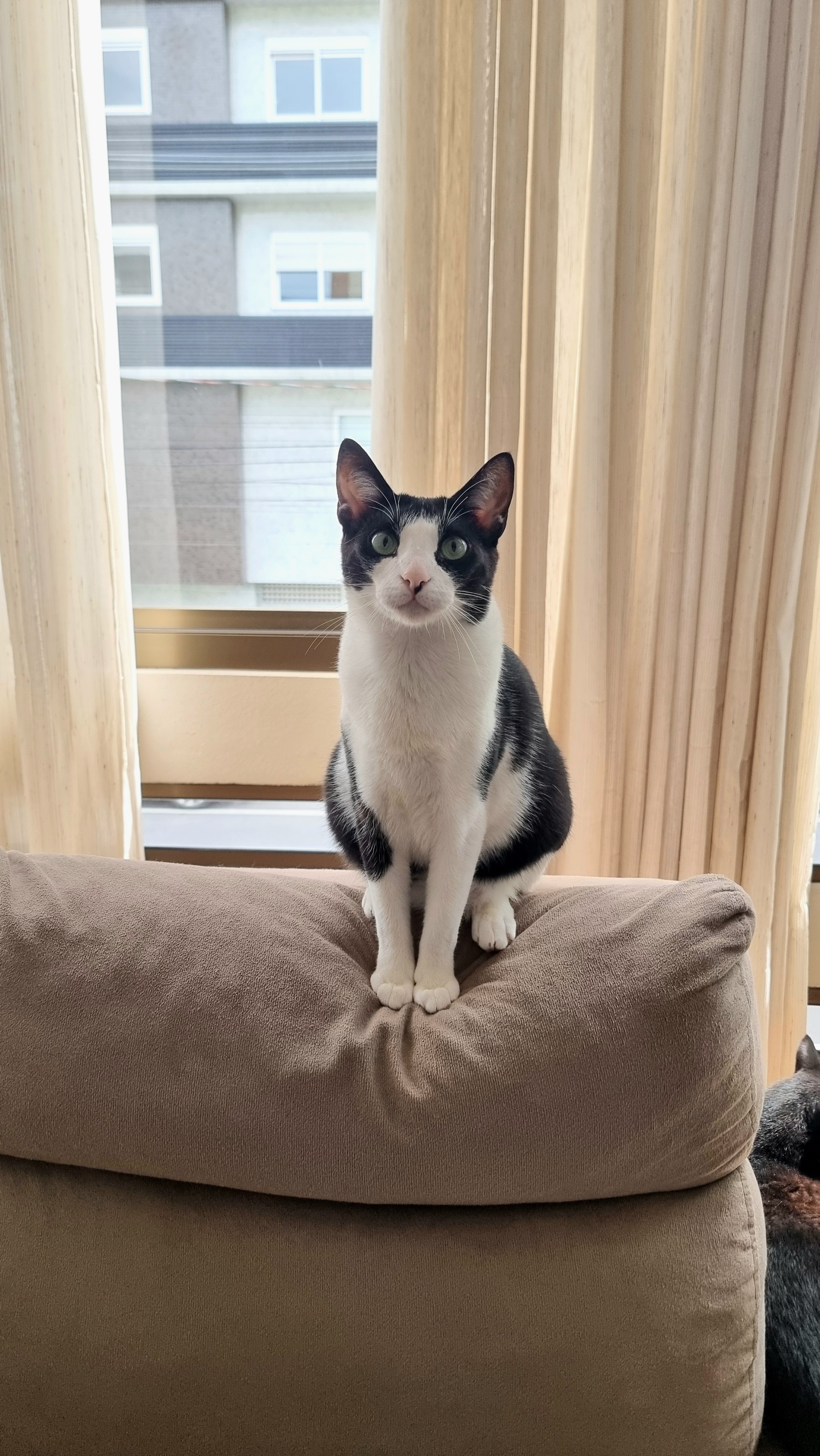 sushi the black and white cat